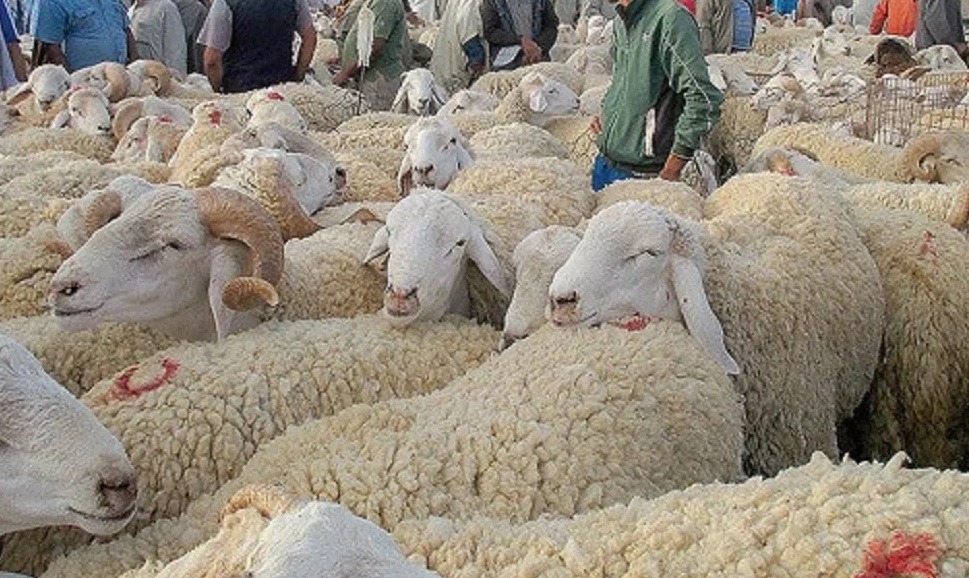 اتحاد الفلاحين لا ينصح بالتوريد..   الأضاحي متوفرة والإشكال في الأسعار..!